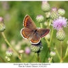 aricia agestis female2